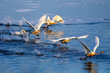 광주시 팔당물안개공원에 흰 날개를 휘날리며 백조