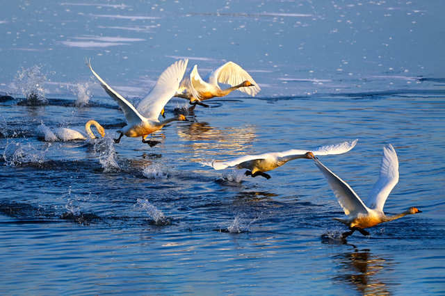 광주시 팔당물안개공원에 흰 날개를 휘날리며 백조