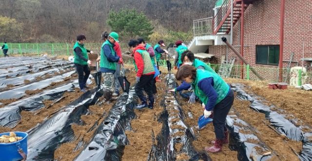 양평군 개군면새마을회, 이웃사랑 위한 감자심기 행사 열어
