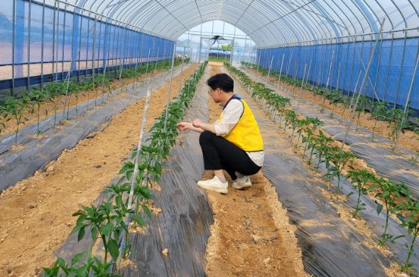 김포시농업기술센터에서는 5월 기온상승으로 인해 고추 재배 농가에 바이러스가 증가하는 상황을 알리며 초기 방제를 당부하고 있다.