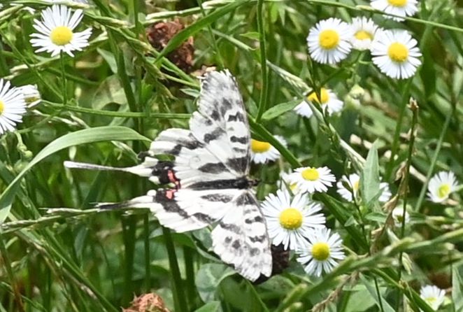 꼬리명주나비 모습