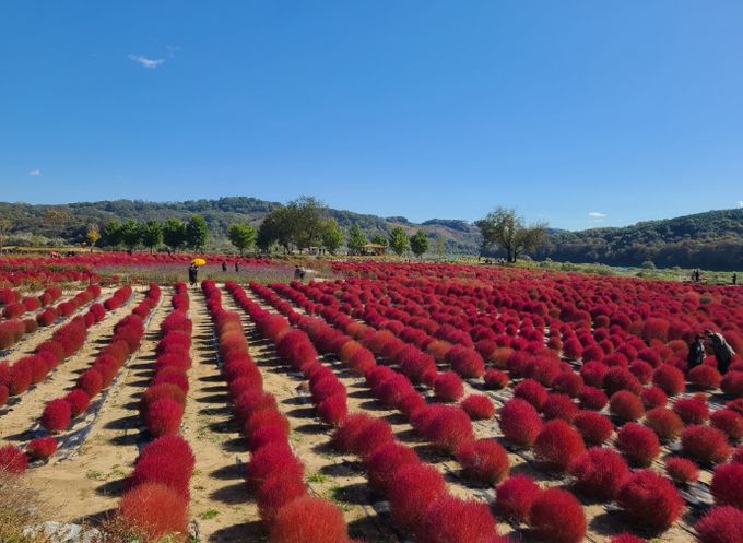 연천군, 중면 임진강 댑싸리정원 조성 한창