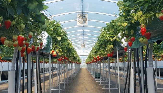 올해 첫 딸기 수확