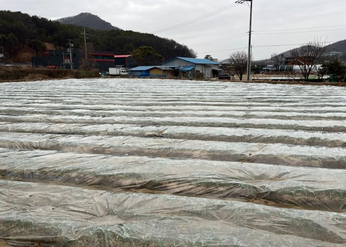 이천시농업기술센터, 마늘·양파 월동관리 철저 당부
