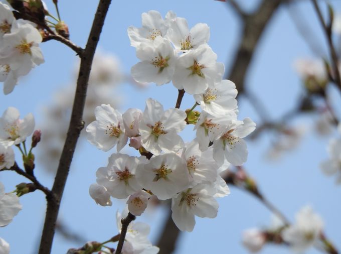경기도, 올해 벚꽃 수리산 등에서 4월 2일부터 개화 예측. 일주일 후 만개