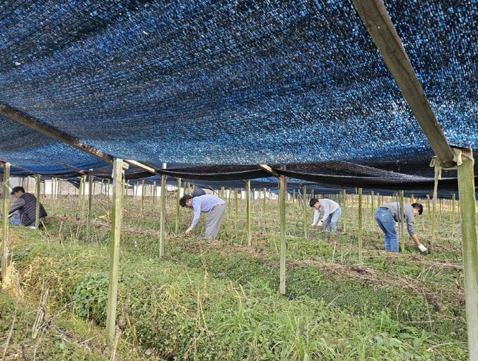 금산군청 맑은물관리과 가을철 농촌일손돕기 모습