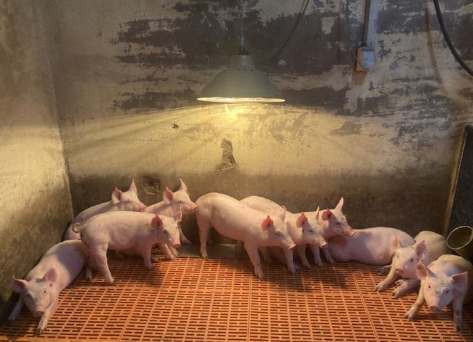 한파 대비 겨울철 축사관리