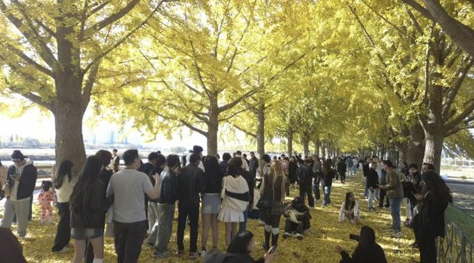 아산 곡교천 은행나무길 ‘황금빛 가을 정취 절정’