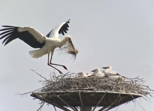 황새둥지