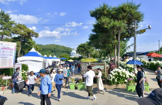 생활인구 자료사진__공주 유구색동수국정원 꽃 축제
