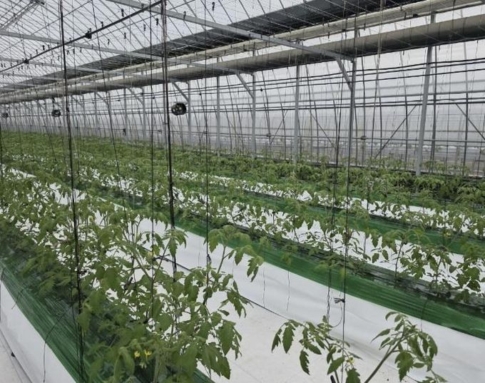 과채류 품질향상 사업을 지원받은 딸기 재배 농가의 모습