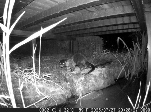 세종시설공단, ‘2025년 세종호수공원 정밀 생태분포조사’ 결과 발표