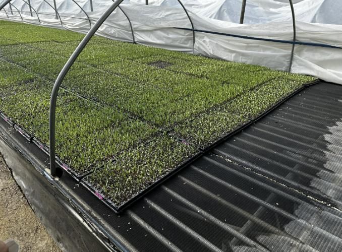 고추 육묘 현장