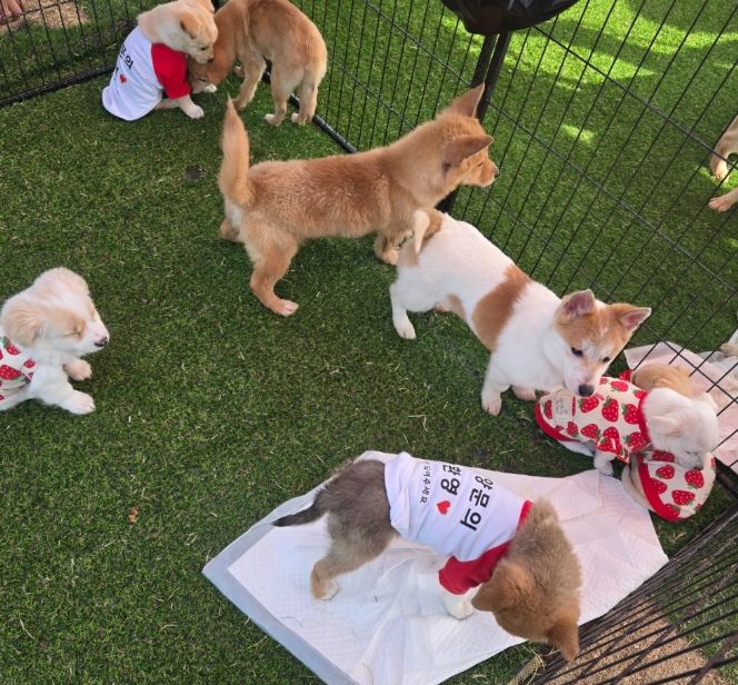 찾아가는 입양홍보센터