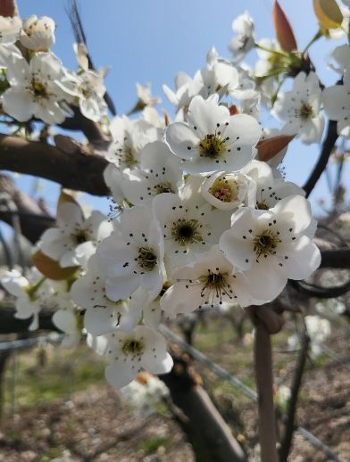 배나무 저온 피해 모습