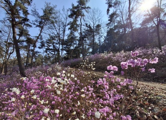 우산 일대의 진달래가 핀 모습