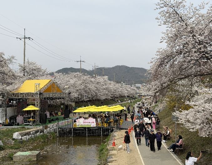 1. 천안문화재단이 원성천 벚꽃길에서 문화가 흐르는 산책로를 운영하고 있다.