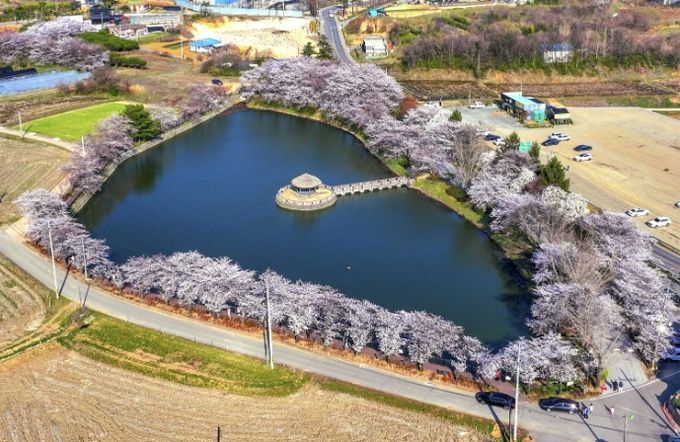 면천 골정지 벚꽃사진