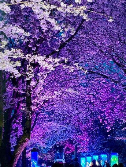 김포시와 김포문화재단은 11일과 12일, 2026 김포벚꽃축제 ‘오롯이 벚꽃’을 개최했다.