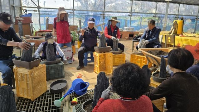 지난 13일 서산국화축제장에서 진행된 작품국화 재배기술 교육