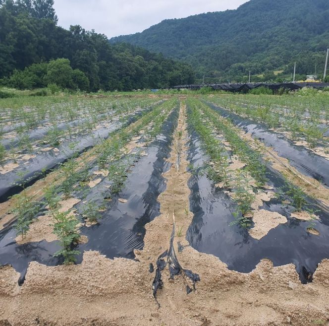 금산군 부리면 소재 감초 재배단지